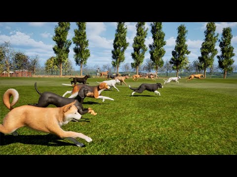 Dogs Speed Comparison | The Fastest Dogs in the World | Animals Speed Comparison