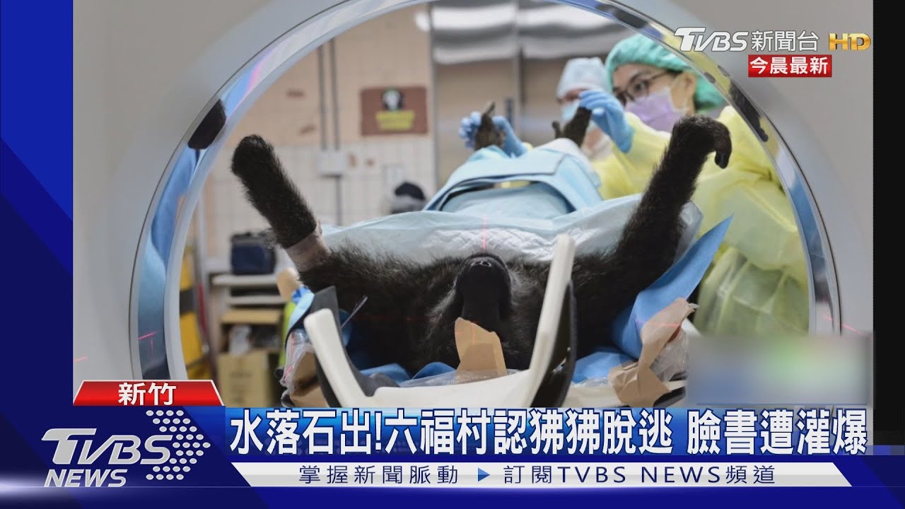 水落石出！六福村認狒狒脫逃　臉書遭灌爆