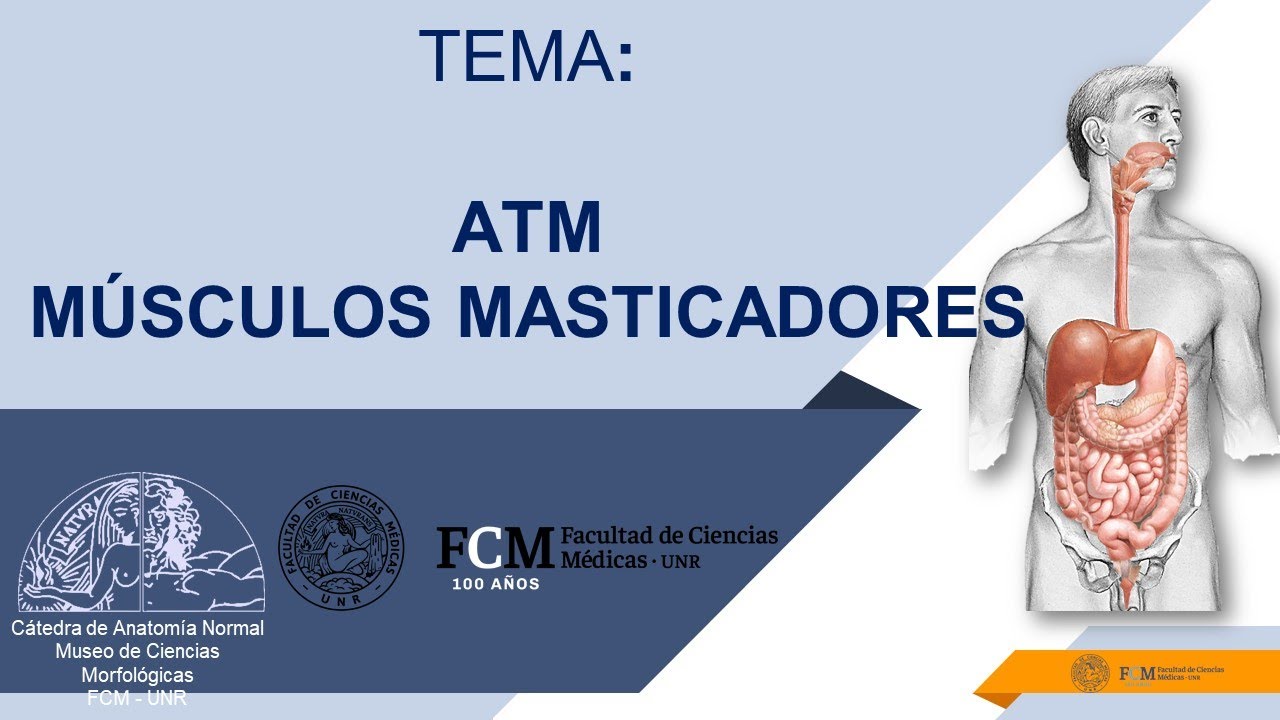 Aparato digestivo. Articulación Temporomandibular  Músculos masticadores