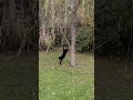 Black Cat Day