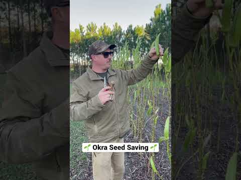 , title : 'Saving Heirloom Okra Seeds from One of Our Favorite Varieties!'