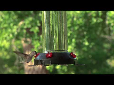 Slow Motion Hummingbirds of the Texas Hill Country