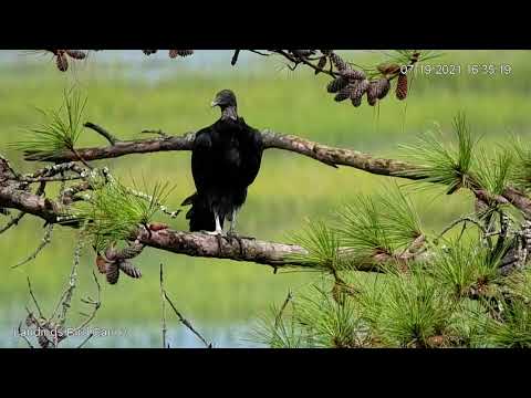 Black Vulture Perches, Preens, And Spreads Wings In Savannah, Georgia – July 19, 2021