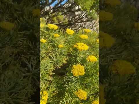 Table Mountain is a flat-topped mountain #capetown #southafrica #an-naba