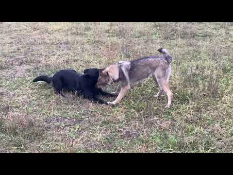 CzechoSlovakian wolfdog
