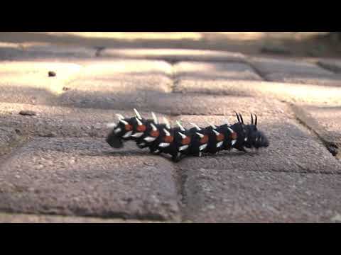 Africa's HUGE insects - this is a giant caterpillar! Look at it go!