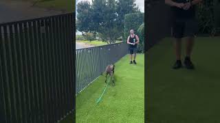 Video preview image #1 Rhodesian Ridgeback-Unknown Mix Puppy For Sale in Lighthouse Point, FL, USA