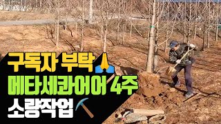 구독자의 부탁, 메타세콰이어 4주 소량 작업 | 나무대장