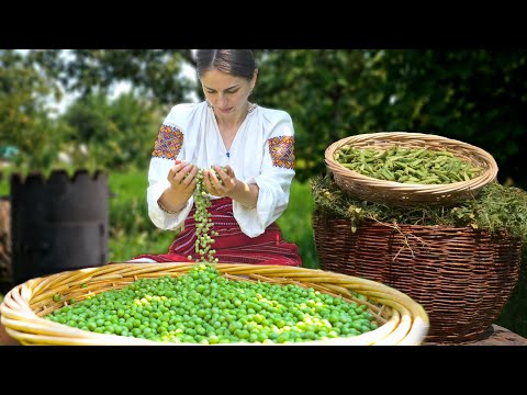 Wonderful pea dinner in the Ukrainian village 🟢Woman is Harvesting peas and cooking 2 dishes