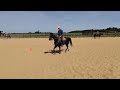 Jument quarter horse