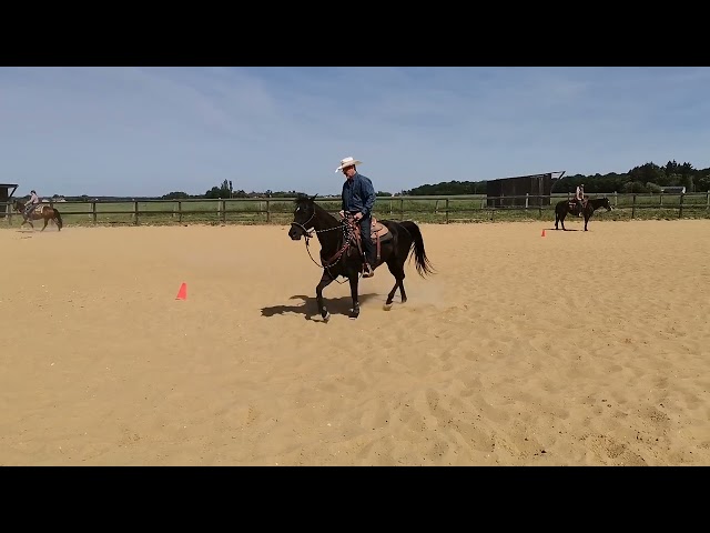 Jument quarter horse
