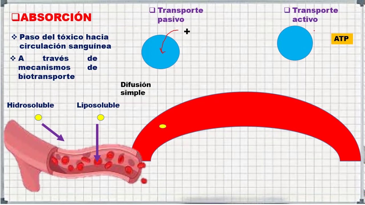 Toxicocinética (UNSAAC)