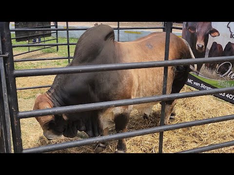 Stockman's Elite Boran Auction