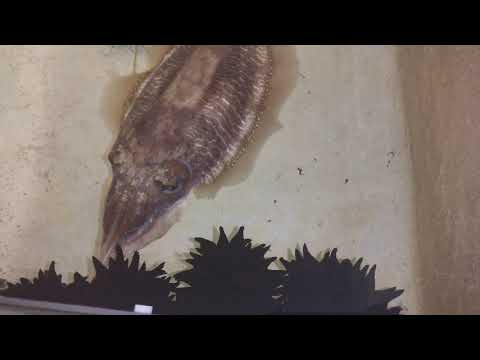 Female cuttlefish laying eggs