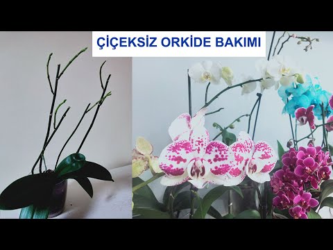, title : 'Ucuza Çiçeksiz Orkide Alıp Bu Yöntemle Bol Bol Çiçek Açsın (Yeni Alınan Orkide Bakımı)'