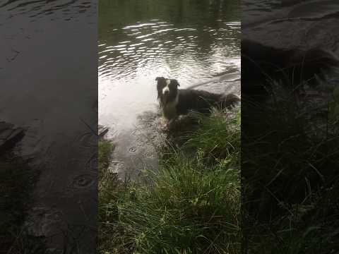 #Eva se baña en el #río de #Castets. #Francia. #dogs #perros #pets #australianshepherd #mascotas.