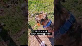 Video preview image #1 Mastador Puppy For Sale in Huntley, IL, USA