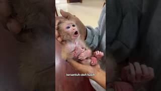 Download lagu baby monkey in its mother's last embrace mp3