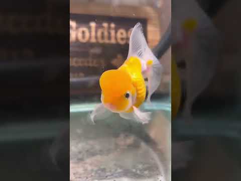 FUN FACT about goldfish