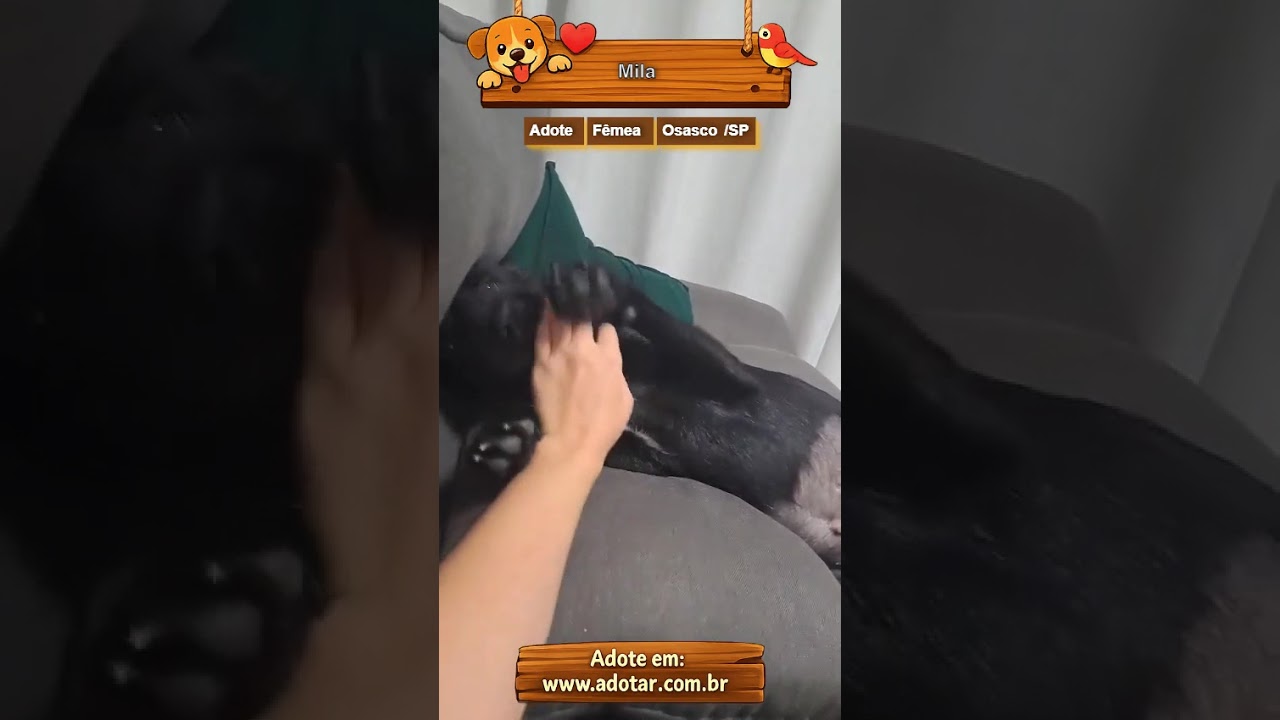 Cachorro raça SRD-ViraLata idade 7 a 11 meses nome Mila