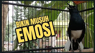 Download lagu Suara Burung Kacer Bikin Lawan Emosi Gacor, Pancingan Kacer Agar Cepat Emosi Gacor mp3