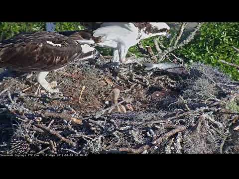 Slippery Fish Delivery Wriggles Out Of Savannah Nest — April 18, 2019