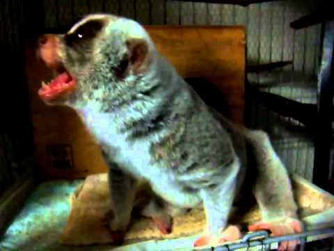 Slow Loris is trying to bite