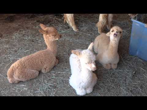 Baby alpaca yawning