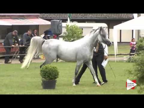 N.152 SHARAHM - Ströhen 2015 B-Show - Stallions 7 to 9 years old (Class M)