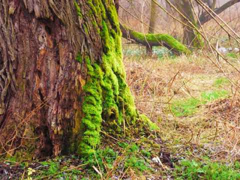 Konrad Kucz `Wrzosowiska - 3nd Movement`