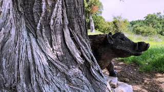 Ruta de las Dehesas (Parque Natural Sierra Norte de Guadarrama - Segovia)