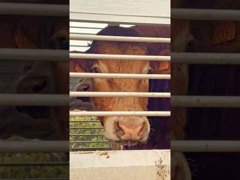 Llegó el FINAL de TORIBIO