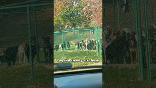 They All Came to Say Goodbye❤️