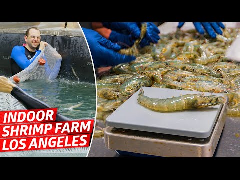 How America's Biggest Indoor Shrimp Farm Sells 2 Million Shrimp Every Year — Dan Does