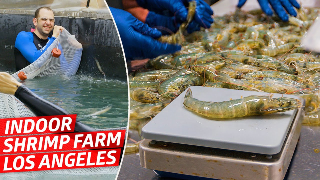 How America's Biggest Indoor Shrimp Farm Sells 2 Million Shrimp Every Year — Dan Does