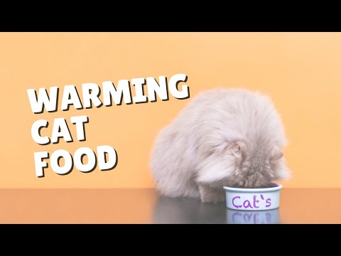 How To Warm Your Cat’s Food | Two Crazy Cat Ladies