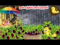 கார்ட்டூன் 25 11 24 Feel Good Stories In Tamil Tamil Moral Stories Beauty Birds 