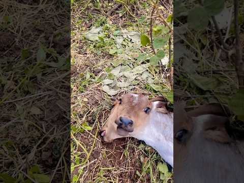 Bezerro que nasceu com duas cabeça em São José da Lagoa Tapada