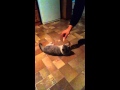 Котик наркотик 