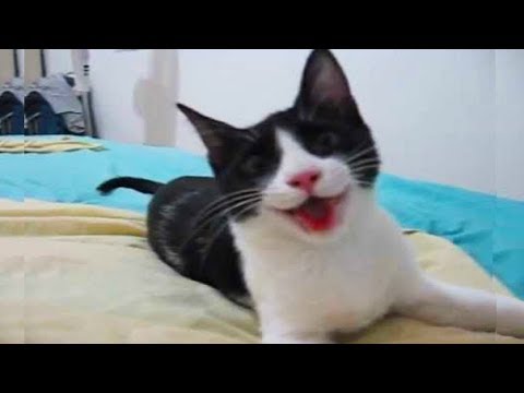Chiens drôles agissant comme des chiens - compilation des animaux drôles