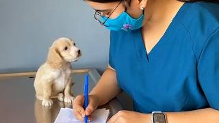They Were Brave for Exactly 3 Seconds… Cutest Puppy Reaction!