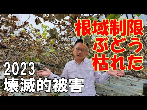 病気を認識する ブドウの房 葉 べと病 プラズマパラ・ヴィティコラ