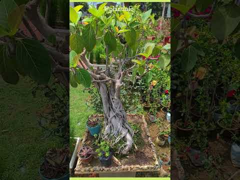 How to make bonsai plant at home