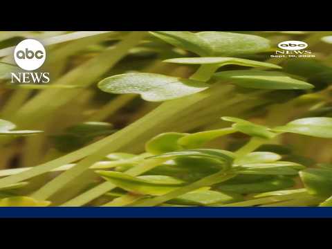 Salmonella outbreak linked to broccoli sprouts