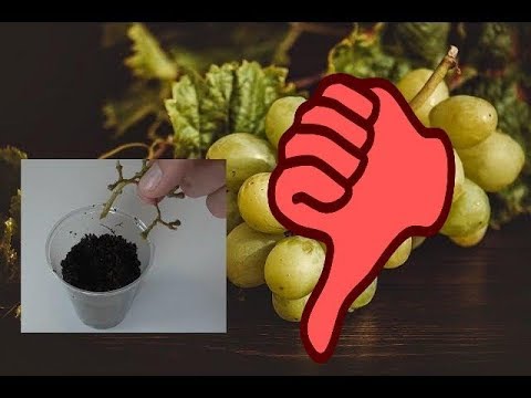 , title : 'Experiment – Weinrebe aus Supermarkt Weintrauben Steckling selber ziehen - Leider gescheitert'