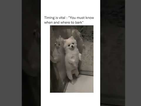 Dog funny video | Timing is vital | #doglover #dogshorts #cutedog #dogfunny #shorts #ytshorts