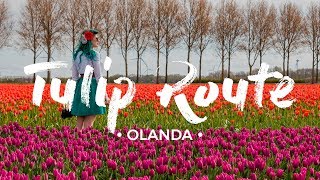 La STRADA DEI TULIPANI! 🌷🌷🌷 Olanda in fiore - guida di viaggio [ENG subs]