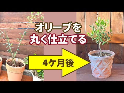 またはオリーブの木を鉢に植えます