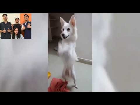 Dancing Dogs Coffin Dance - Keyboard Cover Anant Jain