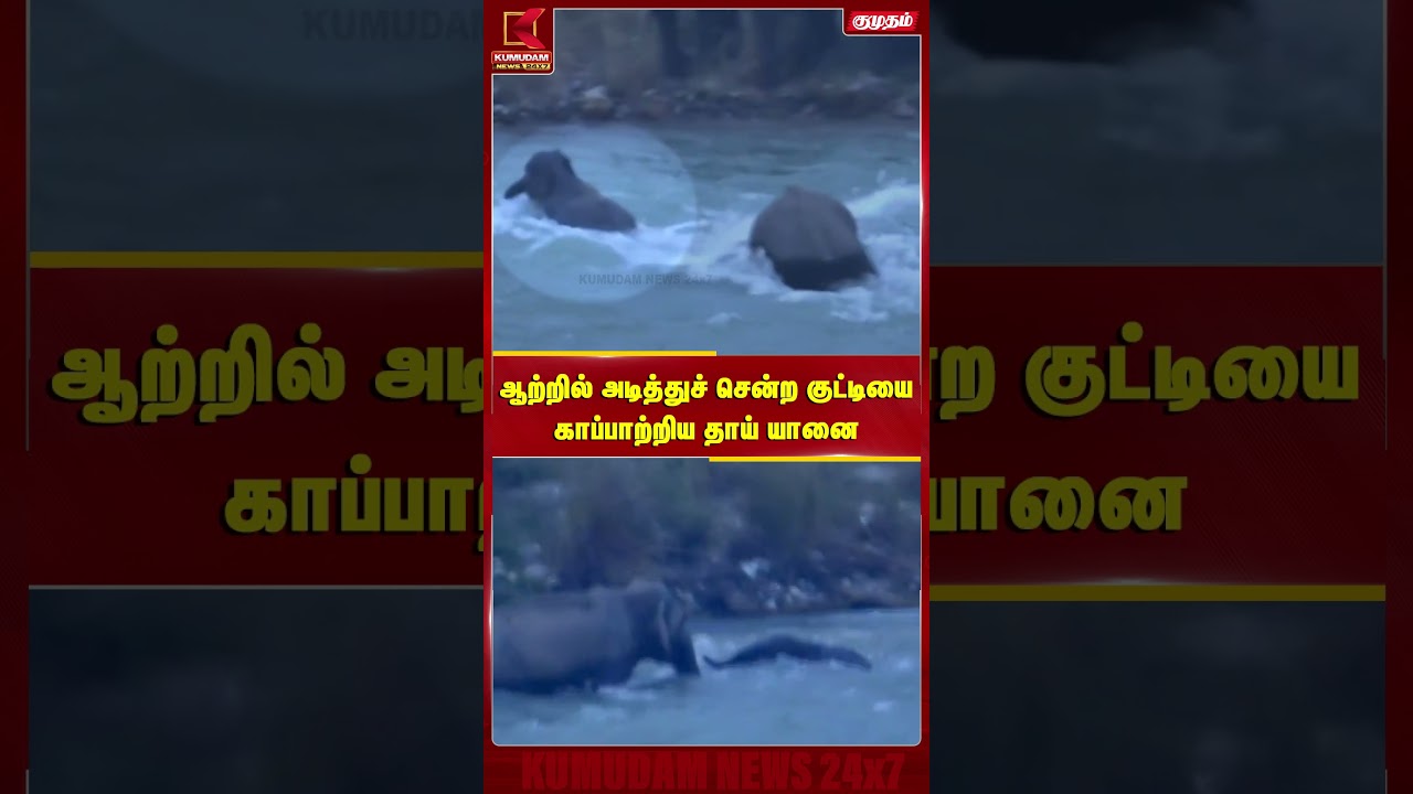ஆற்றில் அடித்துச் சென்ற குட்டியை காப்பாற்றிய தாய் யானை | Elephant | River | Kumudam News